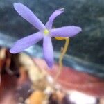 Voyria tenella Flower