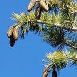 Pinus lambertiana Fruto