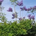 Jacaranda mimosifoliaŽiedas