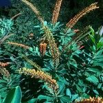 Norantea guianensis Frunză