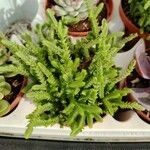 Crassula muscosa List