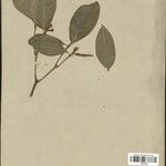 Coussarea longiflora Плод