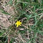 Narcissus minor Fleur