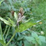 Cirsium oleraceum Ovoce