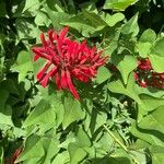 Erythrina herbacea Flower