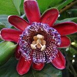 Passiflora alata Blomst