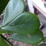 Clusia fluminensis ᱥᱟᱠᱟᱢ