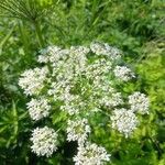 Heracleum maximum Blüte