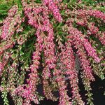 Calluna vulgaris Fleur