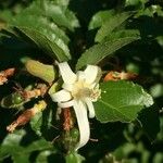 Grewia pachycalyx Flower