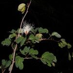 Calliandra tergemina عادت