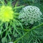 Visnaga daucoides 葉