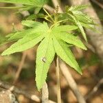 Dombeya acutangula Leaf