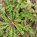 Taraxacum officinale Leaf