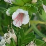 Echium virescens പുഷ്പം