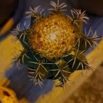 Melocactus matanzanus Květ