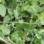 Cebatha pendula Лист