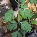 Corydalis flavula Leaf