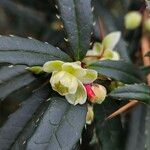 Berberis gagnepainii Flower