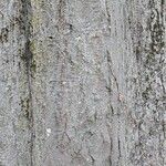 Acer cappadocicum বাকল