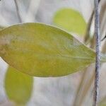 Hylotelephium anacampseros Leaf