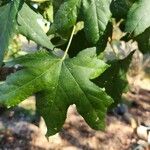 Liquidambar styraciflua叶