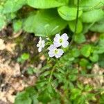 Cardamine raphanifoliaFlor