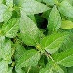 Eleutheranthera ruderalis Frunză