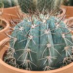 Melocactus azureus Συνήθη χαρακτηριστικά