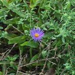 Symphyotrichum oblongifolium फूल