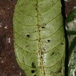 Chassalia ischnophylla Blatt