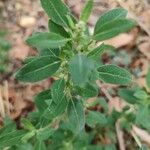 Chenopodium betaceum Ліст