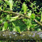 Larix decidua Leaf