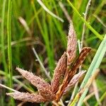 Bolboschoenus maritimus Flower