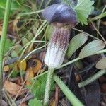 Arisarum simorrhinum Bloem