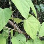 Byttneria catalpifolia Blatt