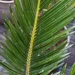 Cycas revoluta Hoja