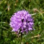 Traunsteinera globosa Flor