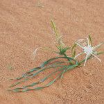 Pancratium trianthum Staniste