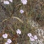 Iberis linifolia Habitatea
