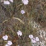 Iberis linifolia Habit