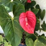 Anthurium scherzerianumКвітка