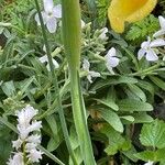 Iris orientalis Лист