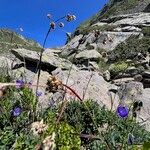 Luzula alpinopilosa Hábito