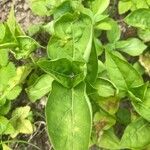 Mirabilis longiflora Blad