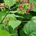 Aralia racemosa Fruit