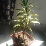 Dracaena reflexaLeht