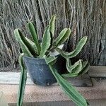 Stapelia gigantea Blad