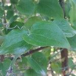 Smilax aspera Ліст