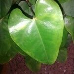 Anthurium andraeanum Blad